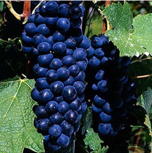 (syrah)