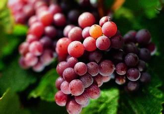 琼瑶浆(gewurztraminer)