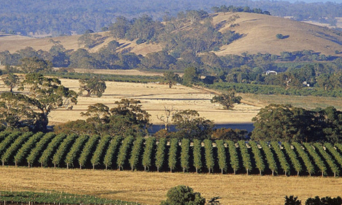 巴罗萨河谷 barossa valley