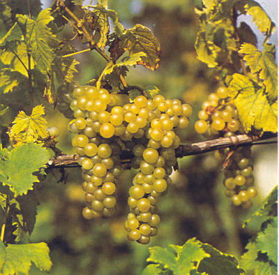 莫斯卡托/麝香葡萄品种(moscato)