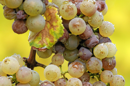 拜耳公司推出的杀真菌剂对酿酒葡萄有害