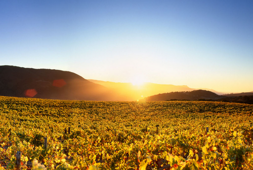 法国知名酒庄排名 - 红酒文化
