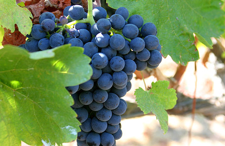 (syrah/shiraz)