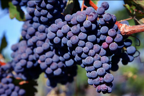 波尔多葡萄品种