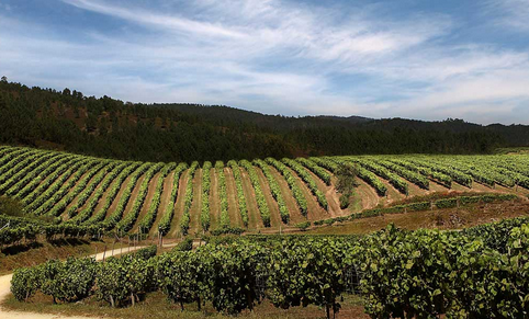 瓦乐米拉提高西班牙葡萄酒的价格标准