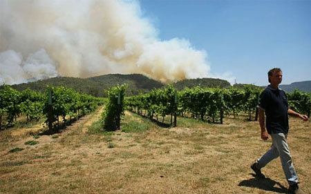 气候变暖对澳大利亚葡萄酒造成威胁