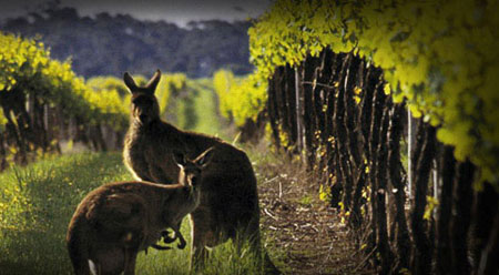 澳大利亚欲成为世界顶尖葡萄酒生产国