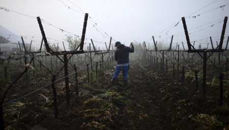 加州酿酒师从金融危机中体会“自由感”