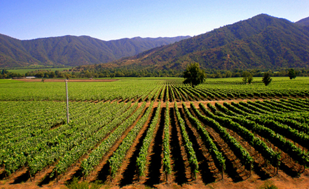 智利葡萄酒产区