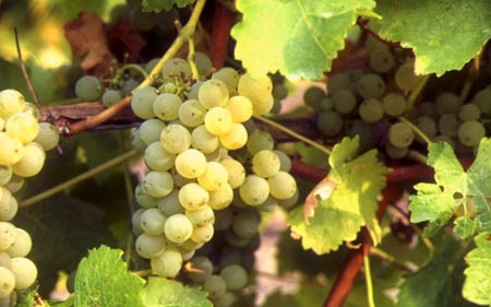 南非著名酿酒葡萄品种
