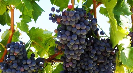 南非著名酿酒葡萄品种