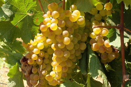 意大利八大著名酿酒葡萄品种