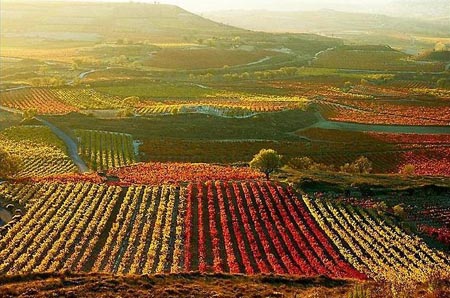 西班牙葡萄酒商提议改革分级制度