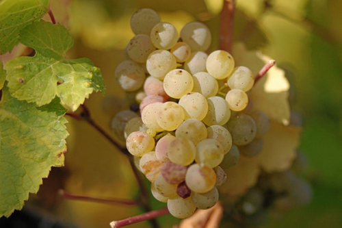 著名的酿酒白葡萄品种