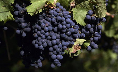 阿根廷主要酿酒葡萄品种
