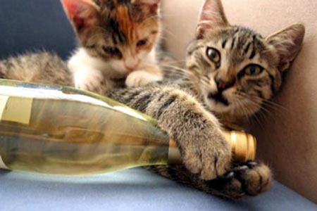 葡萄酒中的“猫尿味”是什么