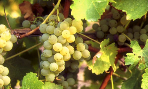 法国卢瓦尔河谷主要葡萄品种