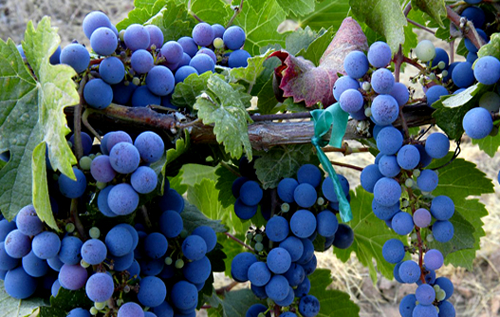 法国卢瓦尔河谷主要葡萄品种