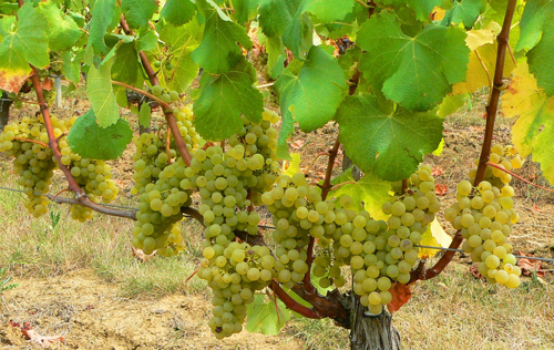 法国阿尔萨斯主要葡萄品种