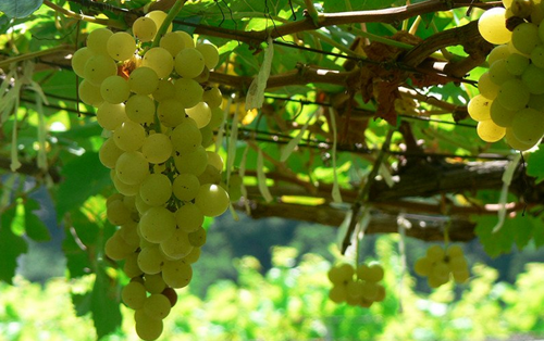 法国主要白葡萄品种