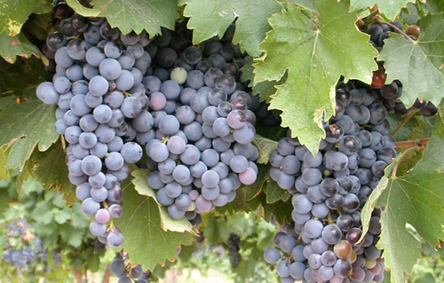 幕尔伟德（Mourvedre）