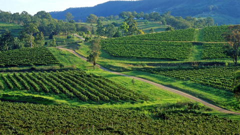澳洲葡萄酒报告：葡萄酒生产与销售成亮点