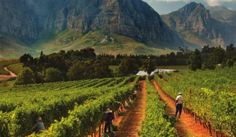 干旱天气将影响南非葡萄收成
