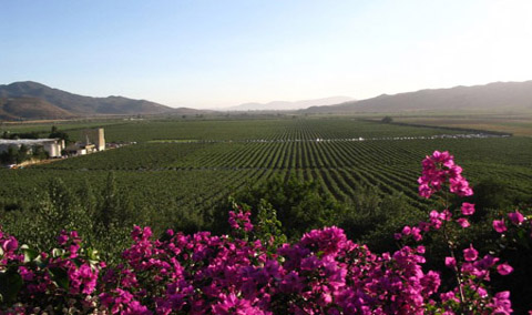 墨西哥开始向亚洲市场推广其葡萄酒