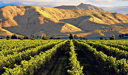 2015年新西兰葡萄酒出口额创新纪录