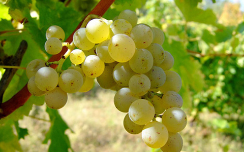 新西兰将举办第七届国际长相思葡萄酒节