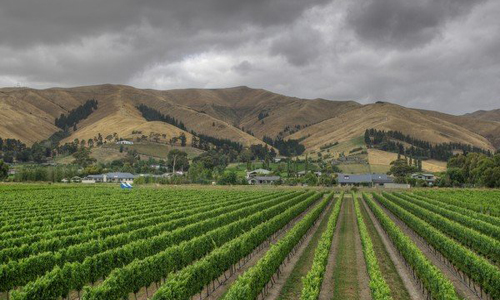 新西兰葡萄酒将免税进入七个新的市场