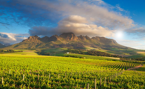 南非葡萄收成报告：产量低但品质高