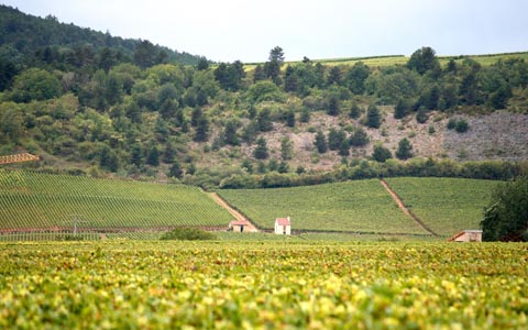 1、法国，勃艮第