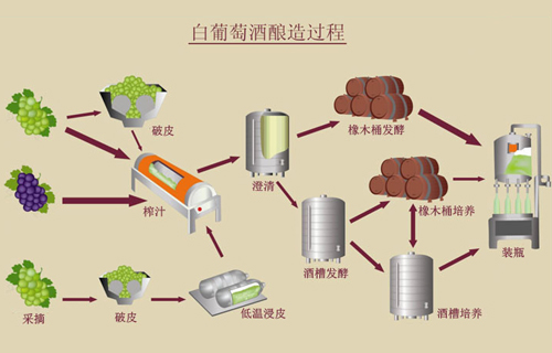 白葡萄酒的酿造过程