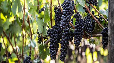 2015年收成将重新定义俄勒冈葡萄酒产业