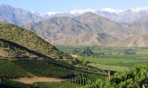 智利葡萄酒调整战略以适应全球变化