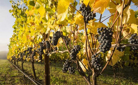 俄勒冈2015葡萄收成：高产高质