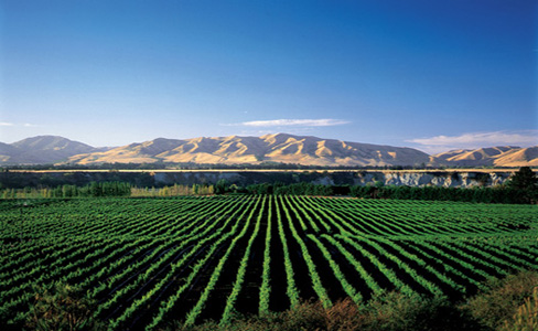 新西兰葡萄酒在英国单瓶售价最高