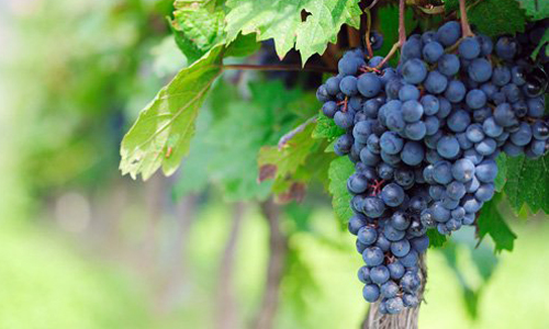 莫纳斯特雷尔（Monastrell）