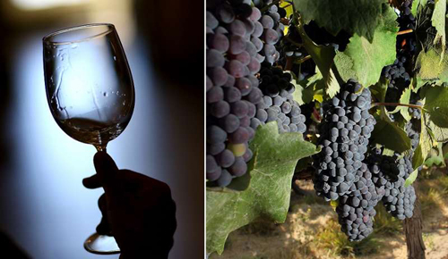 香槟产区计划种植新的葡萄品种