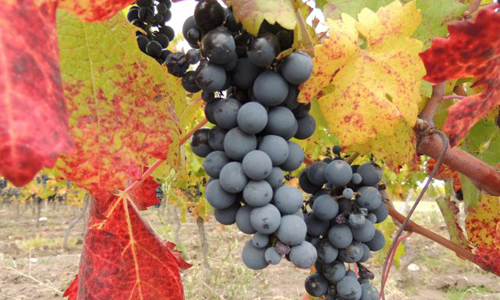 品丽珠成为阿根廷第二重要的葡萄品种