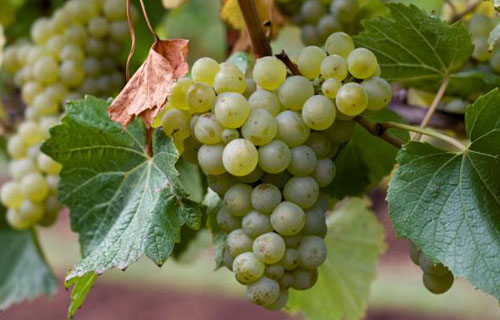世界主要酿酒白葡萄品种
