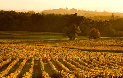 法国波尔多主要葡萄酒产区