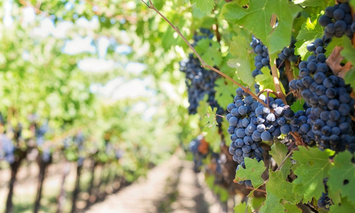 气候变化将对欧洲葡萄酒产生不利影响