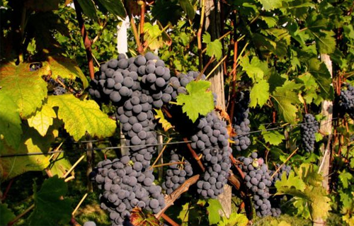 2016年南非酿酒葡萄产量明显下降