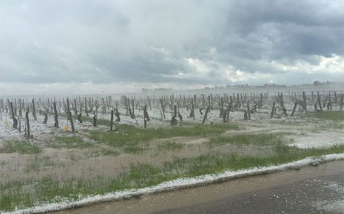 勃艮第多个产区葡萄园再遭冰雹侵袭