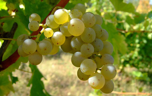 长相思(Sauvignon Blanc)