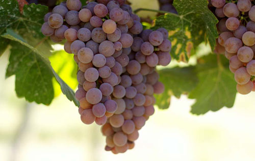 阿拉蒙（Aramon）酿酒葡萄品种