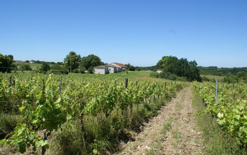 法国12家大型合作社联合推广小农葡萄酒