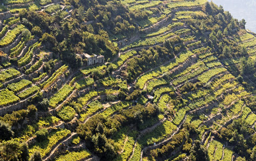 利古利亚产区（Liguria）